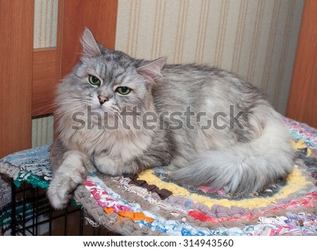 Fluffy gray cat lying on the colorful knitted rug