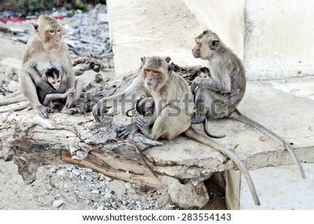 three macaques with their little babies, mother\'s love, monkeys in Thailand
