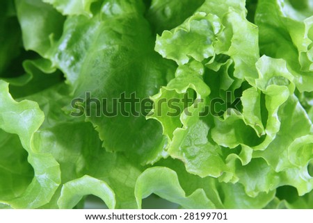 Fresh sheet salad of green color close up.
