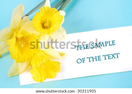 Background with three narcissuses and a place for the text.