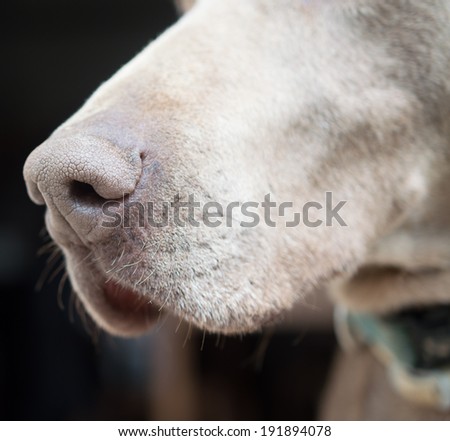 Weimaraner dog nose