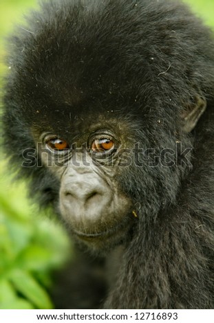 mountain gorilla in tropical forest of Congo