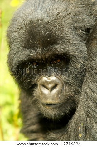 mountain gorilla in tropical forest of Congo