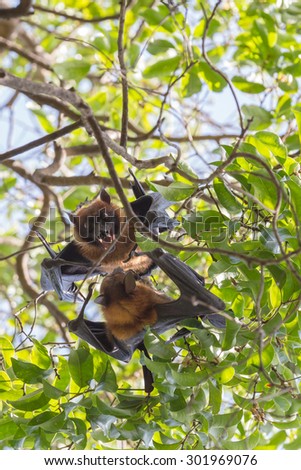 Flying foxes hanging and fighting on a tree.