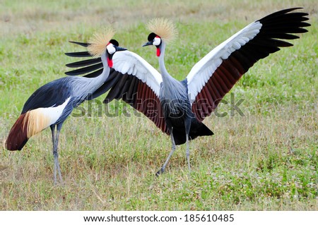 Two Black Crowned Canes performing mating dance. Tanzania, Ngorongoro, East-Africa.