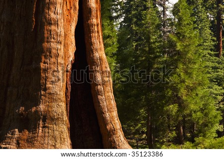 Redwood and pine trees in Sequoia National forest, CA