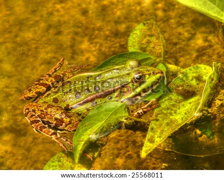 frog sitting on leave hdr