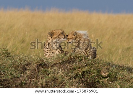 Cheetah mother and cub sitting on a mound (Acinonyx Jubatus), Masai Mara, Kenya