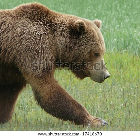 grizzly bear walk