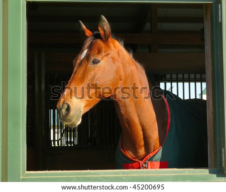 profile of horse head in window