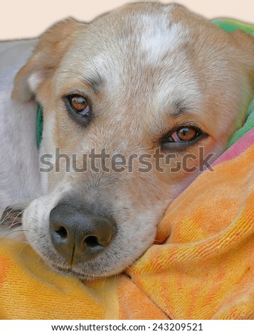 Puppy Dog Sad Face