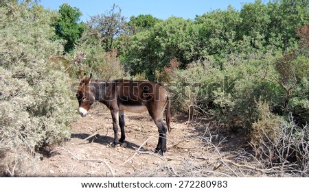 brown donkey in the countryside surrounded by green trees