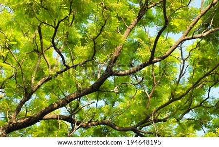 Beautiful Green Tree Branches with Bright Sunshine Beaming Through
