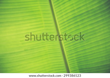 De focused/Blurred image of surface of a Japanese banana leaf. Closeup of banana leaf texture, green and fresh. Texture background of fresh green leaf.