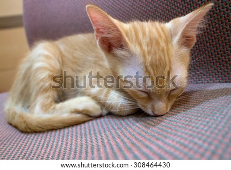 Two-months old orange-white mixed kitten sleeping on a chair. Selective focus.