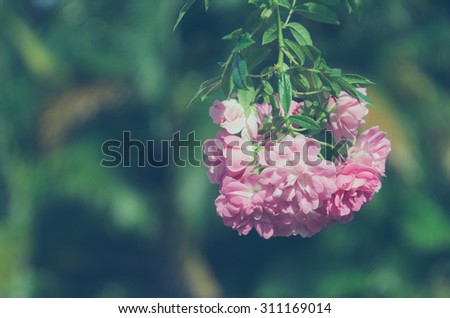 Closeup image of pink flowers. Pastel green tone. Soft focus.