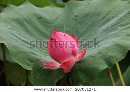 Lotus flower and leaf,pink lotus flower with green leaf background