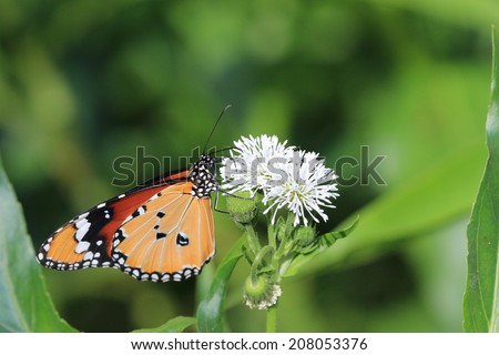 Common Tiger butterfly and flower,a butterfly on the blooming flower