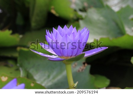 Water Lily flower with raindrop,blooming purple Water Lily flower with raindrop in  the lake