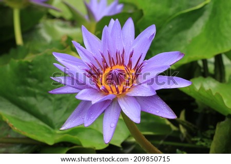 Water Lily flower with raindrop,closeup of purple Water Lily flower with raindrop in bloom