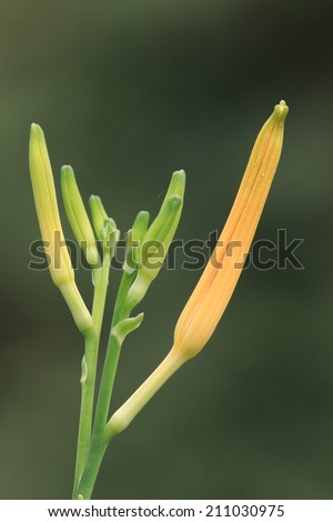 Day lily flower buds,orange day lily flower buds,Hemerocallis