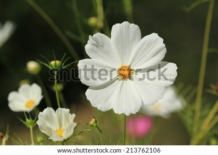 Cosmos flowers,white Cosmos flowers blooming in the garden,Cosmos Bipinnata Hort