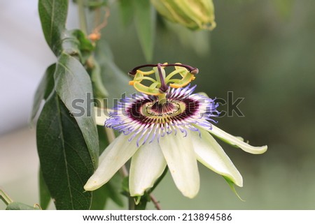 Passion Flower,white with purple Passion Flower blooming in the garden