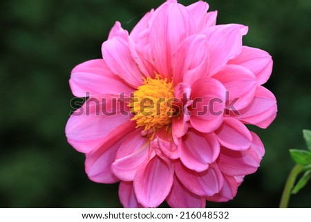 Dahlia flower,closeup of pink Dahlia flower blooming in bloom