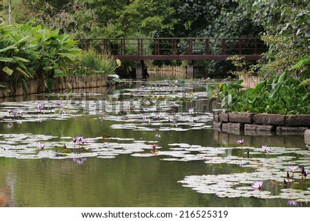 Water Lily flowers and buds,purple Water Lily flowers and buds in the pond
