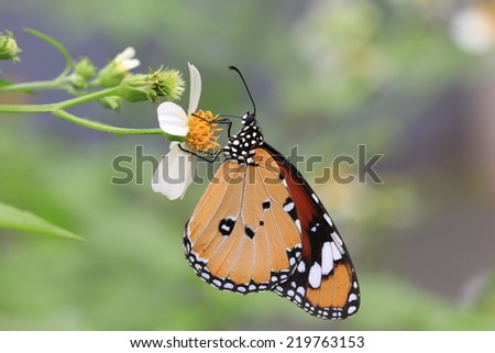Common Tiger butterfly and flower,a beautiful butterfly on the blooming flower
