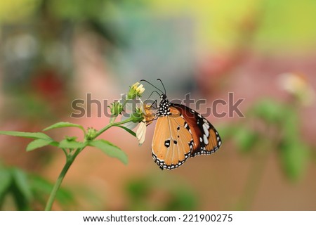 Common Tiger butterfly and flower,a beautiful butterfly on the yellow flower in garden