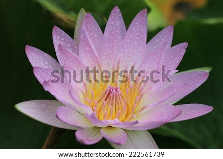 Water Lily flower with raindrop,closeup of pink Water Lily flower with raindrop in the pond