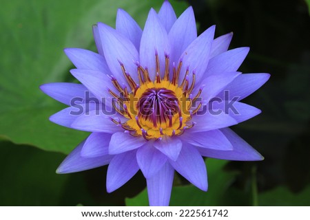 Water Lily flower,closeup of purple Water Lily flower in full bloom