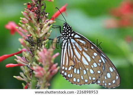 Blue Spotted Milkweed butterfly and flower,a beautiful butterfly on the red flower in garden