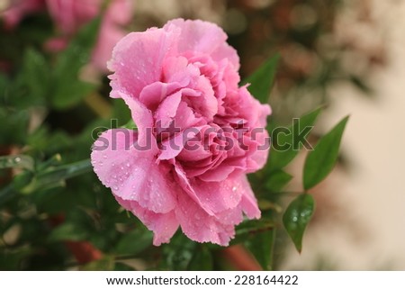 Carnation flower,pink Carnation flower blooming in the garden with raindrop,Clove Pink flower