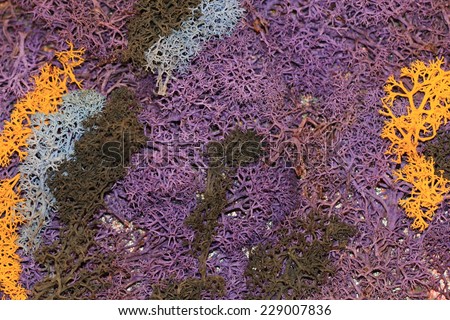 colorful dry coral,dried coral with purple,yellow,blue and green colors,abstract structure background
