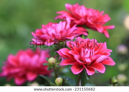 Dahlia flowers and buds,closeup of red Dahlia flower in full bloom
