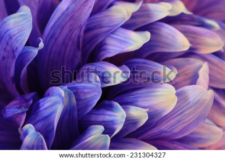 Chrysanthemum flower,closeup of blue with purple Chrysanthemum flower in full bloom
