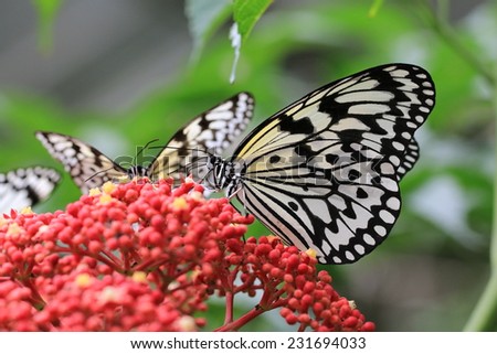 Large Tree Nymphs butterflies and flowers,beautiful butterflies on the red flowers,Paper Kite butterfly,Rice Paper butterfly