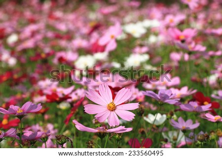 Cosmos flowers,pink and red Cosmos flowers blooming in the garden,Cosmos Bipinnata Hort