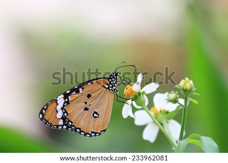 Common Tiger butterfly and flower,a beautiful butterfly on the white flower in garden