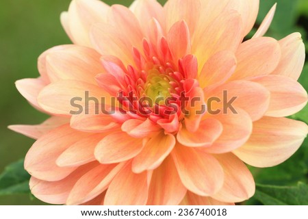 Dahlia flower,closeup of yellow with red Dahlia flower in full bloom in garden