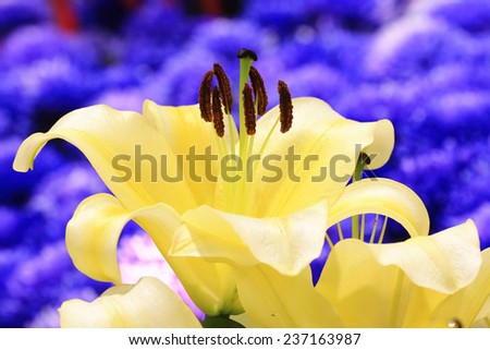 Easter Lily,Longflower Lily,closeup of yellow lily flowers in full bloom with blue background