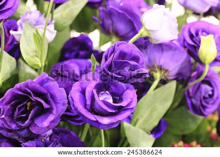 Purple roses,beautiful purple roses in full bloom in the garden
