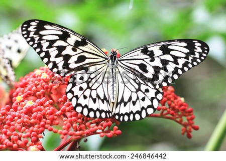 Large Tree Nymphs butterfly and flower,a beautiful butterfly on the red flower in garden,Paper Kite butterfly,Rice Paper butterfly