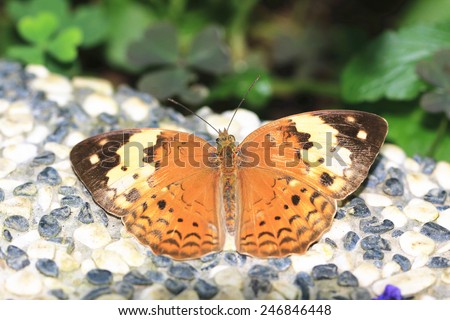 Rustic butterfly,a beautiful rustic butterfly on the stone ground in garden