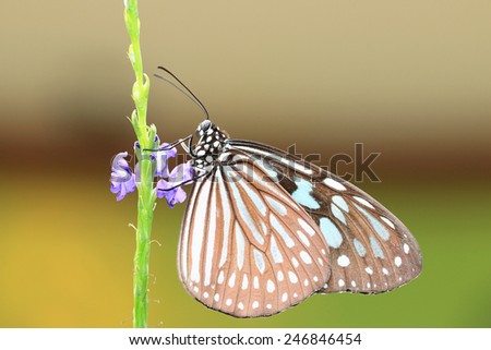 Blue Spotted Milkweed butterfly and flowers,a beautiful butterfly on the purple flower in garden