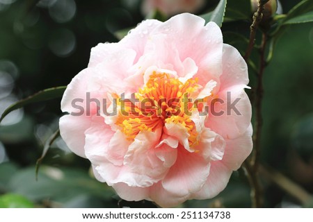 Camellia flower and raindrop,closeup of pink camellia flower in full bloom with raindrop in the garden