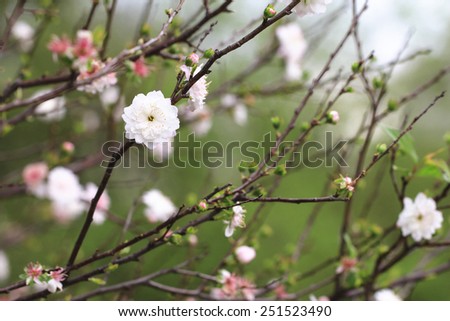 Dwarf Flowering Cherry,Dwarf Flowering Almond,beautiful white with pink flowers blooming in the garden