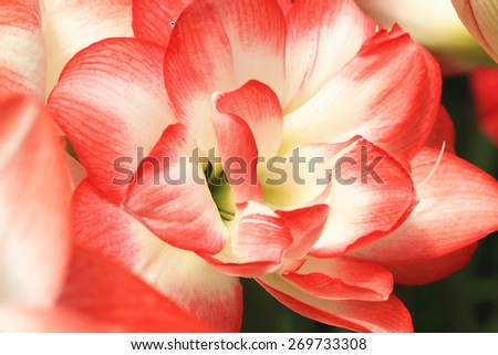 Amaryllis,closeup of beautiful red with yellow flowers in full bloom in the garden in spring,knight star lily,mexican liily,belladonna lily